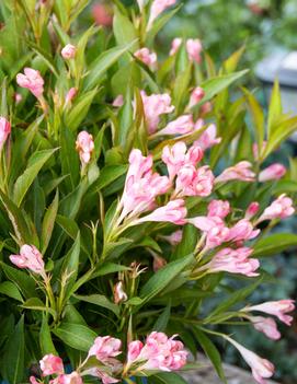 Weigela x Peach Kisses™ ('Slingpink') (USPP29149, CPBRAF)