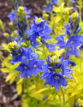 Veronica prostrata Aztec Gold ('Buttercup') (PP13354, COPF)