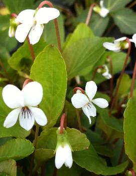 Viola canadensis