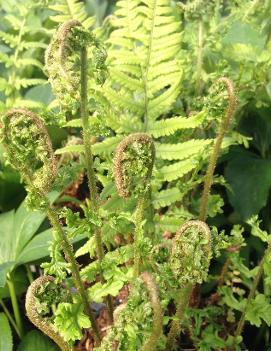 Dryopteris affinis 'Polydactyla Dadds'