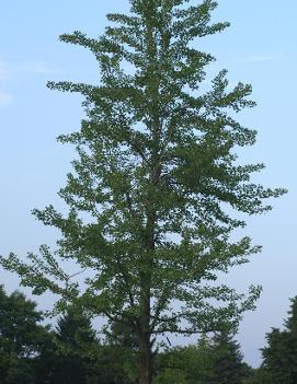 Ginkgo biloba