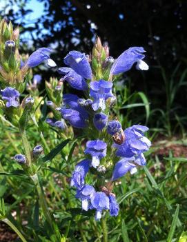 Dracocephalum argunense 'Fuji Blue'