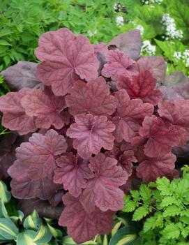 Heuchera x 'Lava Lamp' (PPAF)