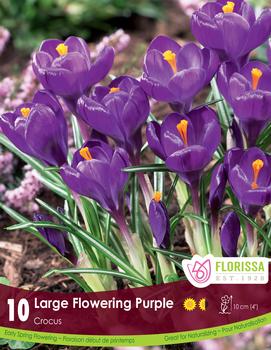 Crocus 'Purple'