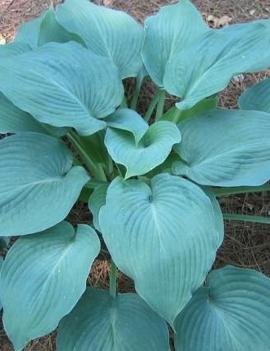 Hosta 'Blue Angel'