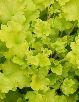 Heuchera x 'Lime Marmalade' (PP21861, COPF)