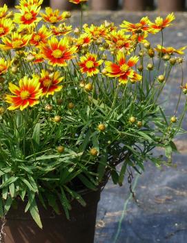 Coreopsis x 'Daybreak' (PPAF)