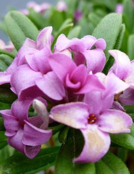 Daphne x medfordensis 'Lawrence Crocker'