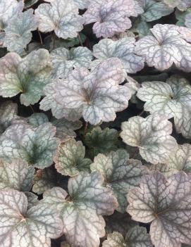 Heuchera x 'Pewter Moon' (COPF)