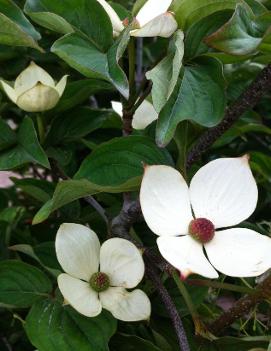 Cornus x Venus® ('KN30-8') (PP16309)