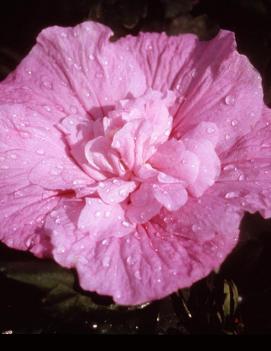 Hibiscus syriacus 'Lucy'