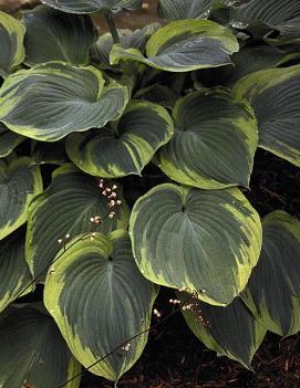 Hosta 'Earth Angel'