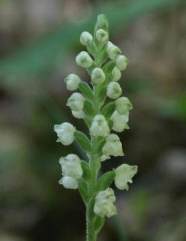 Goodyera pubescens