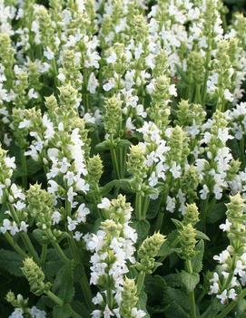 Salvia nemorosa 'Sensation White'