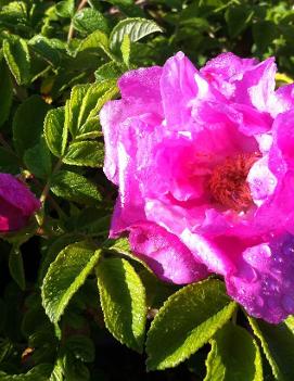 Rosa Foxi Pavement ('UHLater')