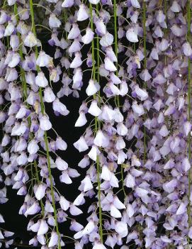 Wisteria floribunda 'Naga Noda'