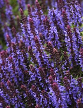 Salvia nemorosa 'Sensation Sky Blue' (PPAF)