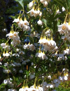 Styrax japonicus Snow Charm® ('JFS-E')