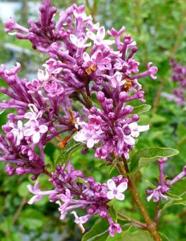 Syringa x Bloomerang® Purple ('Penda') (PP22075, COPF, CPBR4071)