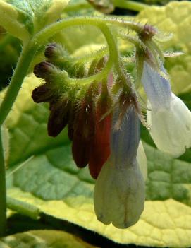 Symphytum grandiflorum 'Goldsmith'