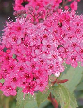 Spiraea japonica 'Neon Flash'