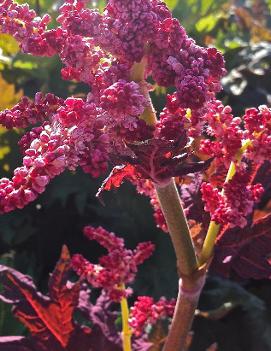 Rheum palmatum var. tanguticum