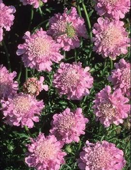 Scabiosa columbaria 'Pink Mist' (PP8957, COPF, CPBR1034)