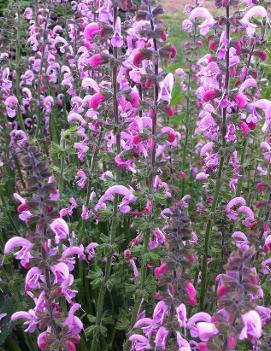 Salvia x 'Eveline' (PP14905, CPBR2674)