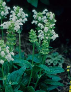 Prunella grandiflora 'Alba'