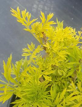 Sambucus nigra Golden Tower ('Jandeboer001') (PP28957)