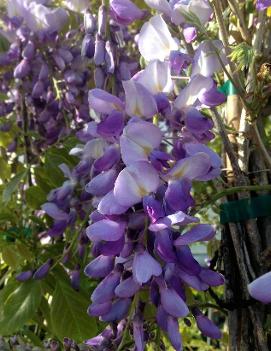 Wisteria sinensis Oosthoek's Variety ('Prolific')