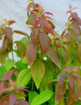 Spiraea japonica 'Macrophylla'