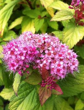 Spiraea japonica Magic Carpet® ('Walbuma') (PP9363, COPF)