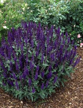 Salvia nemorosa Blue Queen ('Blaukoenigin')