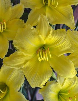 Hemerocallis 'Big Time Happy'