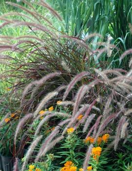 Pennisetum setaceum 'Burgundy Giant'