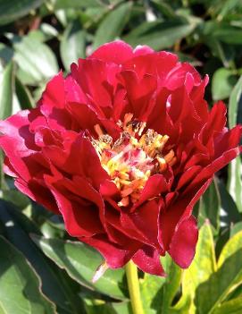 Paeonia 'Buckeyed Belle'