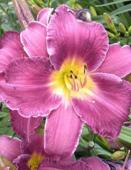 Hemerocallis 'Chicago Royal Crown'