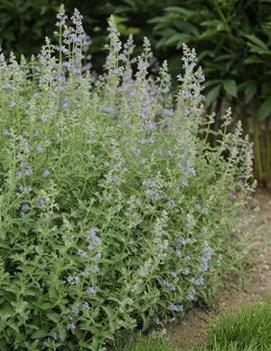 Nepeta faassenii 'Six Hills Giant'