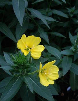 Oenothera biennis