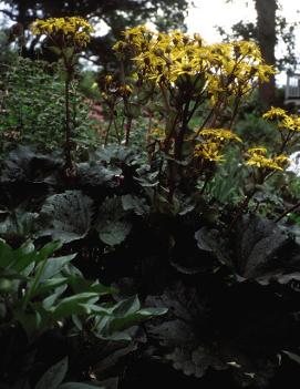 Ligularia dentata 'Othello'