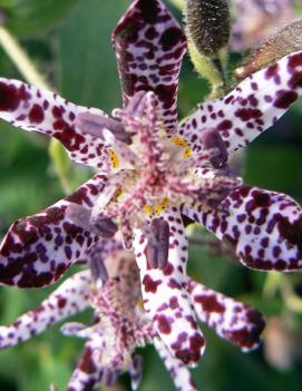 Tricyrtis hirta 'Miyazaki'