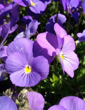 Viola cornuta 'Blue Perfection'