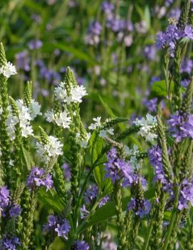 Verbena hastata