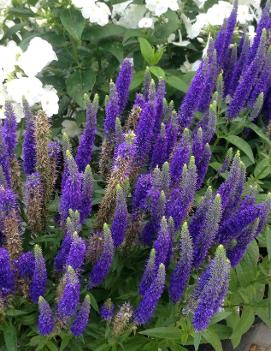 Veronica spicata Royal Candles ('Glory') (PP18932, COPF, CPBRAF)