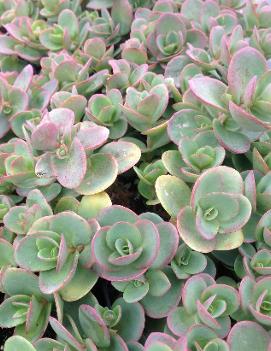 Sedum x 'Lime Zinger' (PP24632)