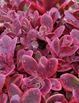 Sedum x 'Wildfire' (PP28621)