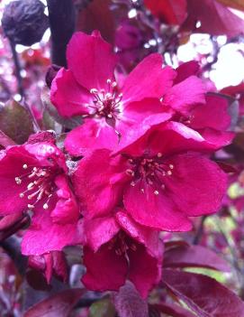 Malus 'Purple Gem'