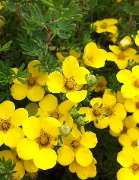 Potentilla fruticosa 'Farreri'