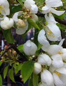 Malus 'Spring Snow' (PP2667)